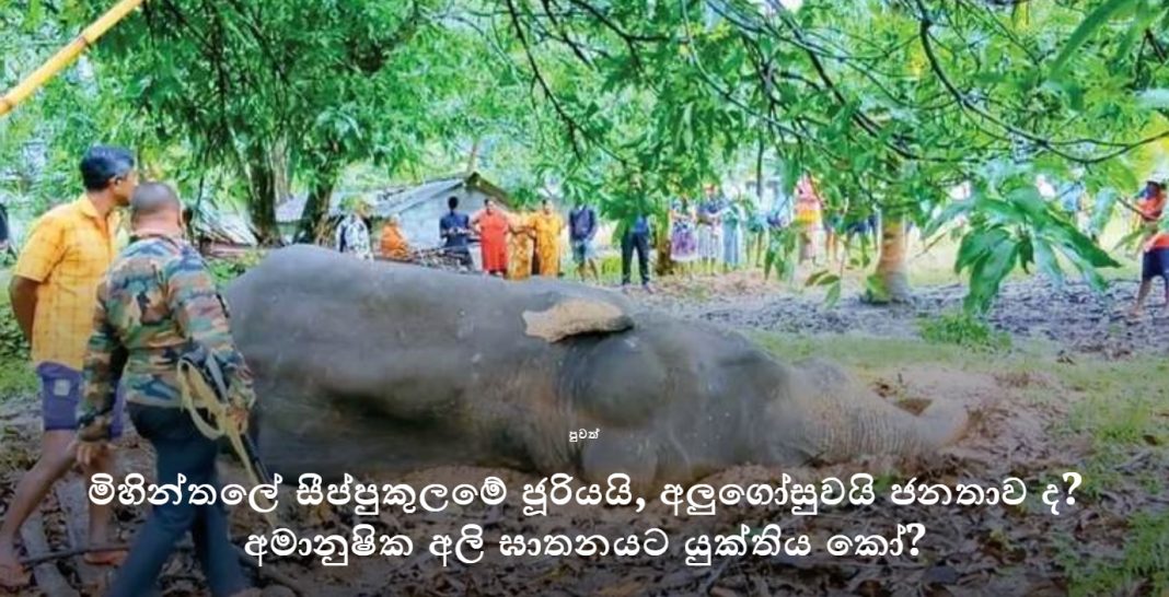 මිහින්තලේ සීප්පුකුලමේ ජූරියයි, අලුගෝසුවයි ජනතාව ද? අමානුෂික අලි ඝාතනයට යුක්තිය කෝ?